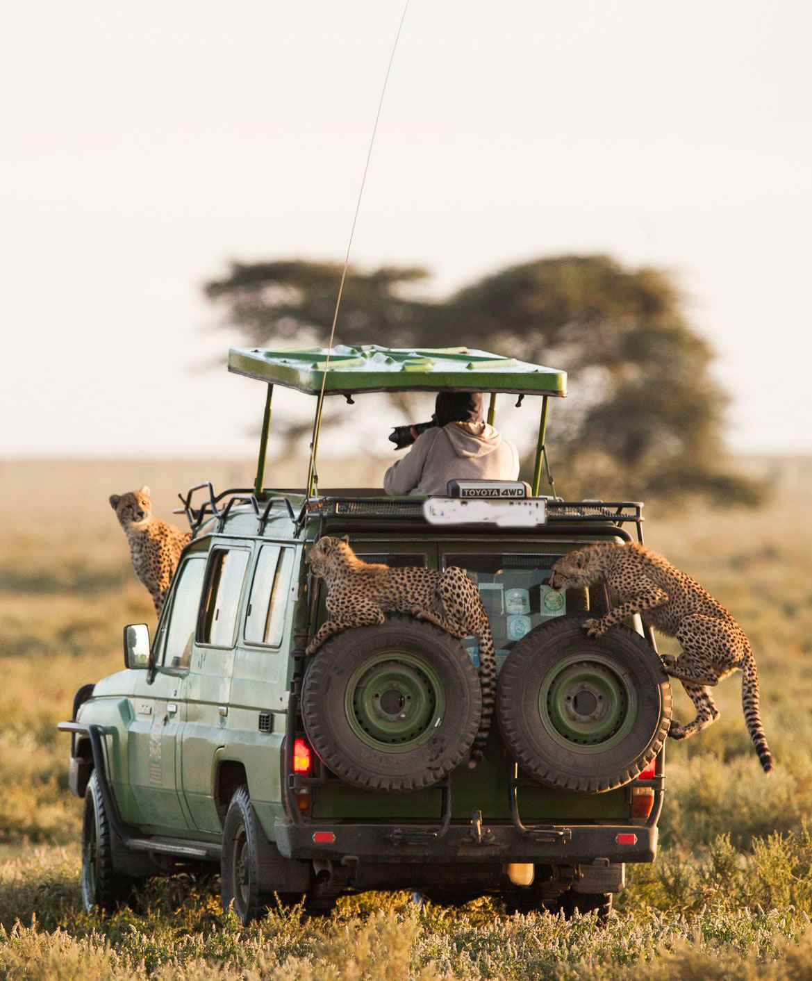 safari kenya tour operator