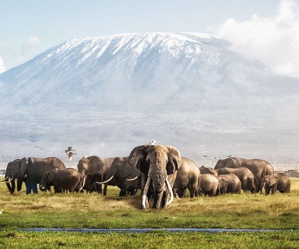 3 Days Safari Tsavo East Amboseli