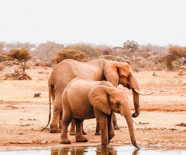 elephants drinking water in Tsavo East