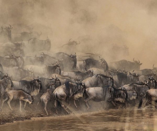 4 Days Safari Masai Mara Wildebeest Migration